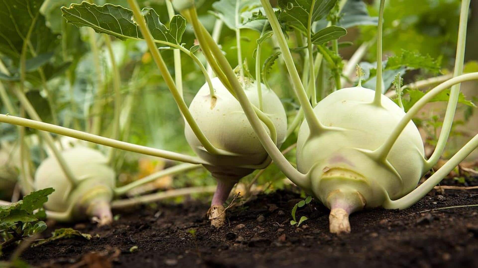 Explore unique recipes using kohlrabi Explore unique recipes using kohlrabi