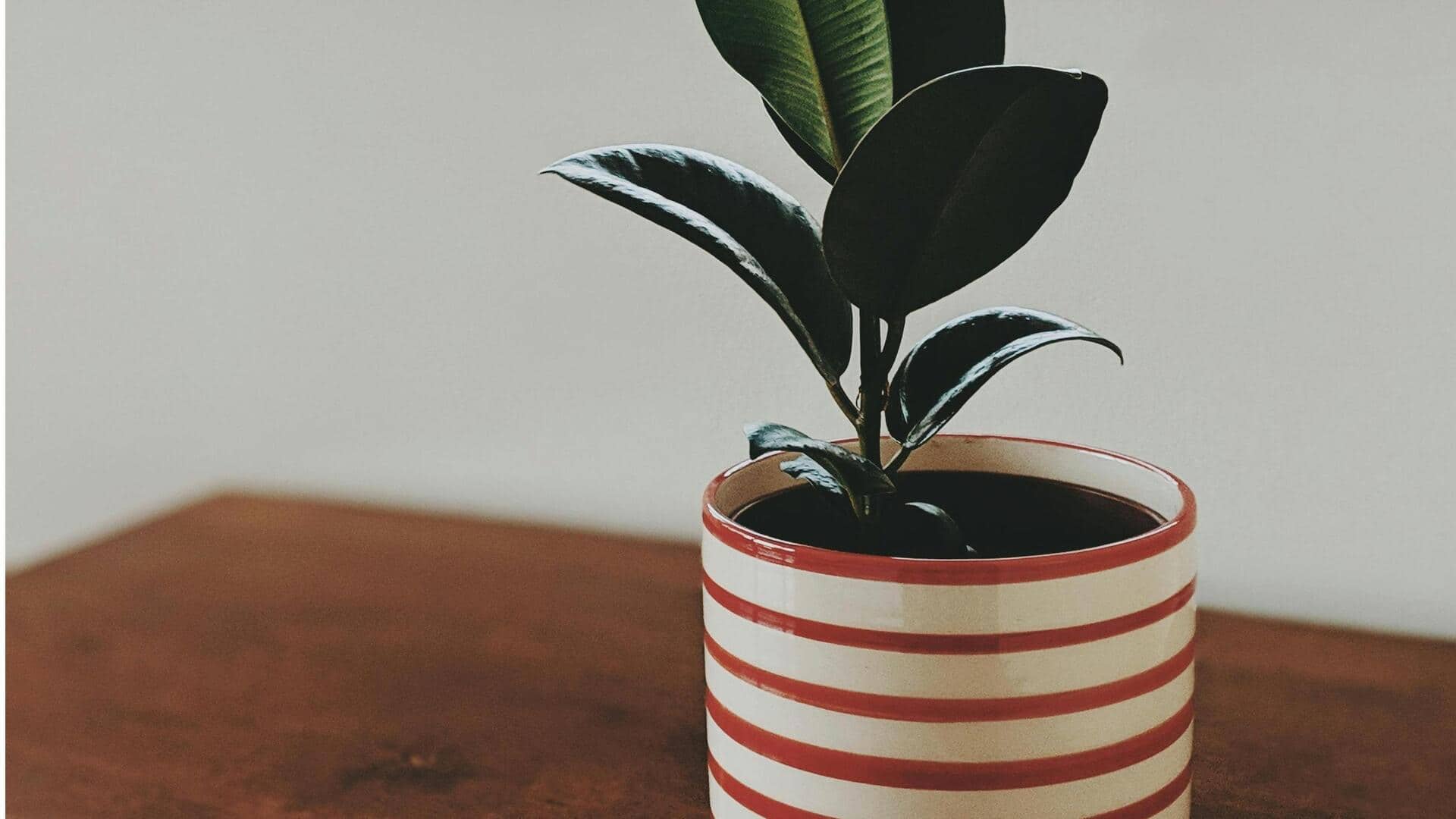 5 common indoor plant mistakes you're probably making
