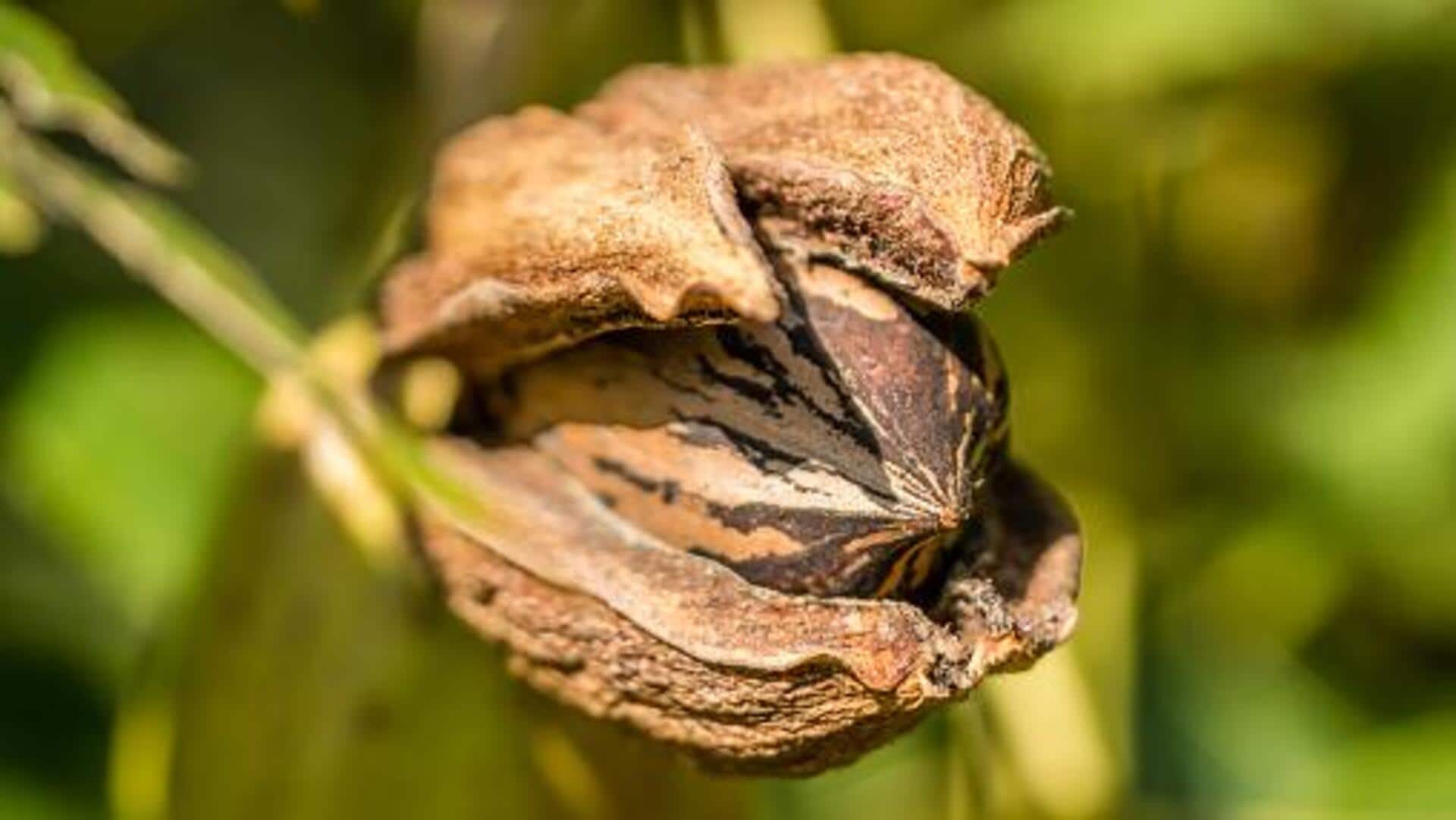 Oyster nut: An underrated superfood worth trying