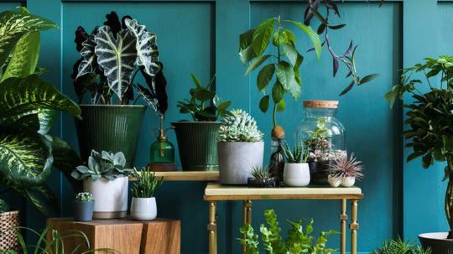 How to select indoor plants as per light conditions 