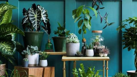 Confused about indoor plants? Let AI help you 