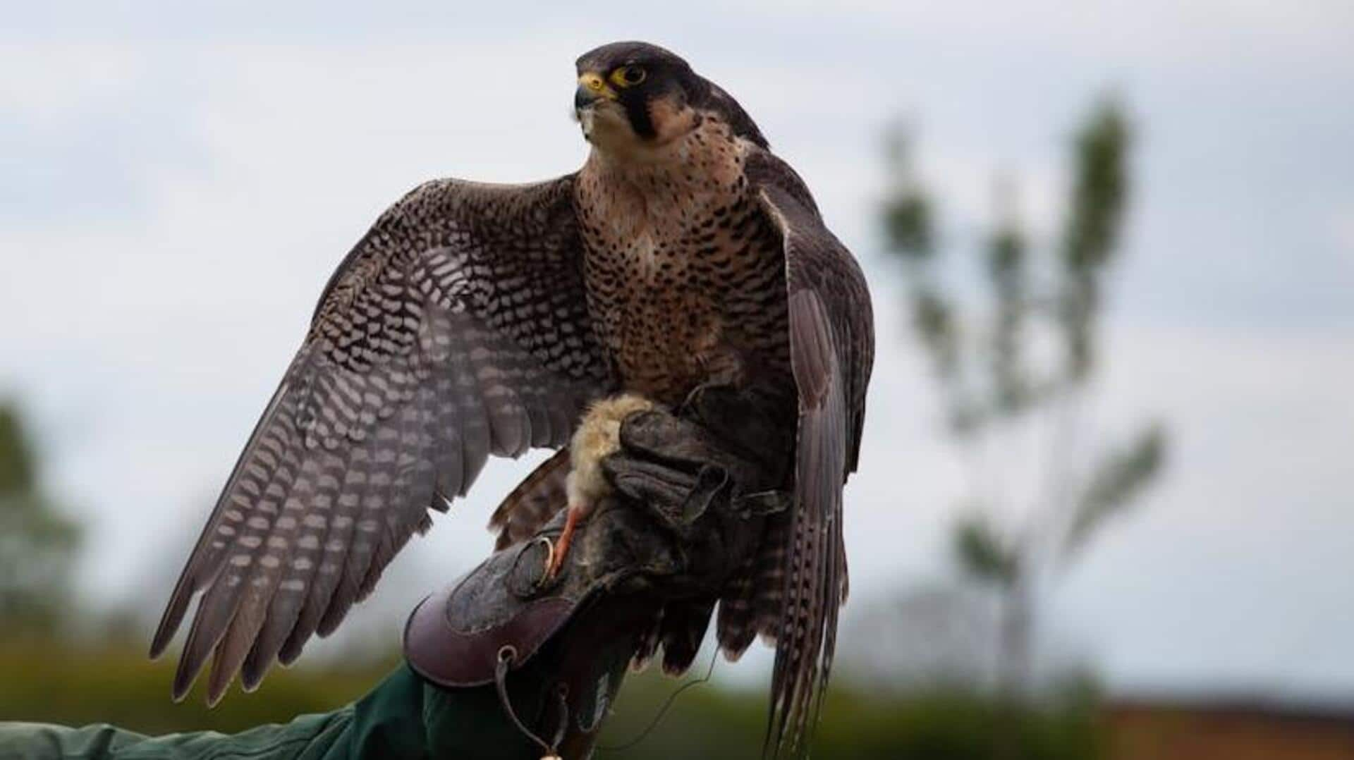 Tips to master falconry, the art of training birds