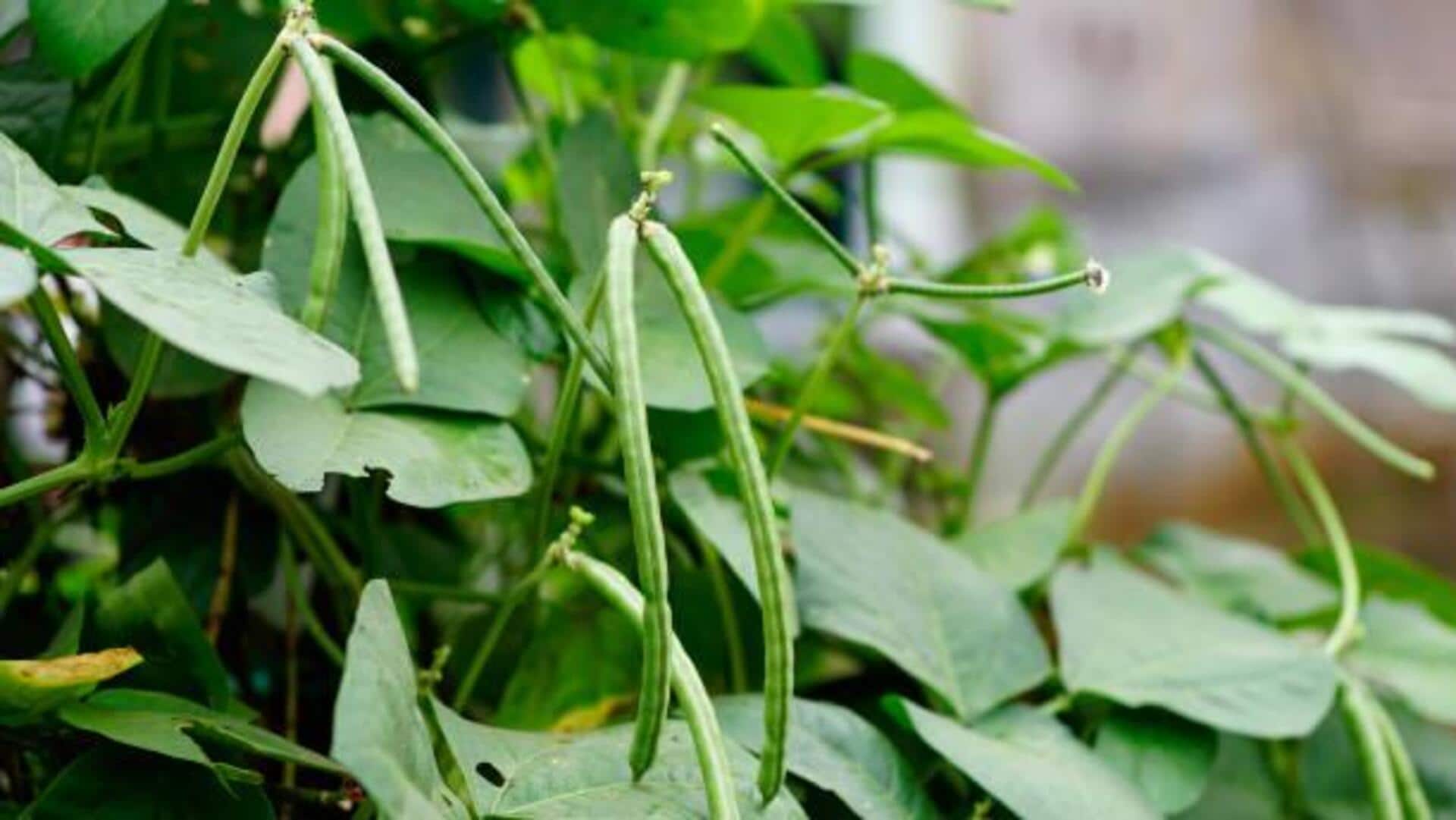 5 delicious ways to cook with cowpea leaves 5 delicious ways to cook with cowpea leaves