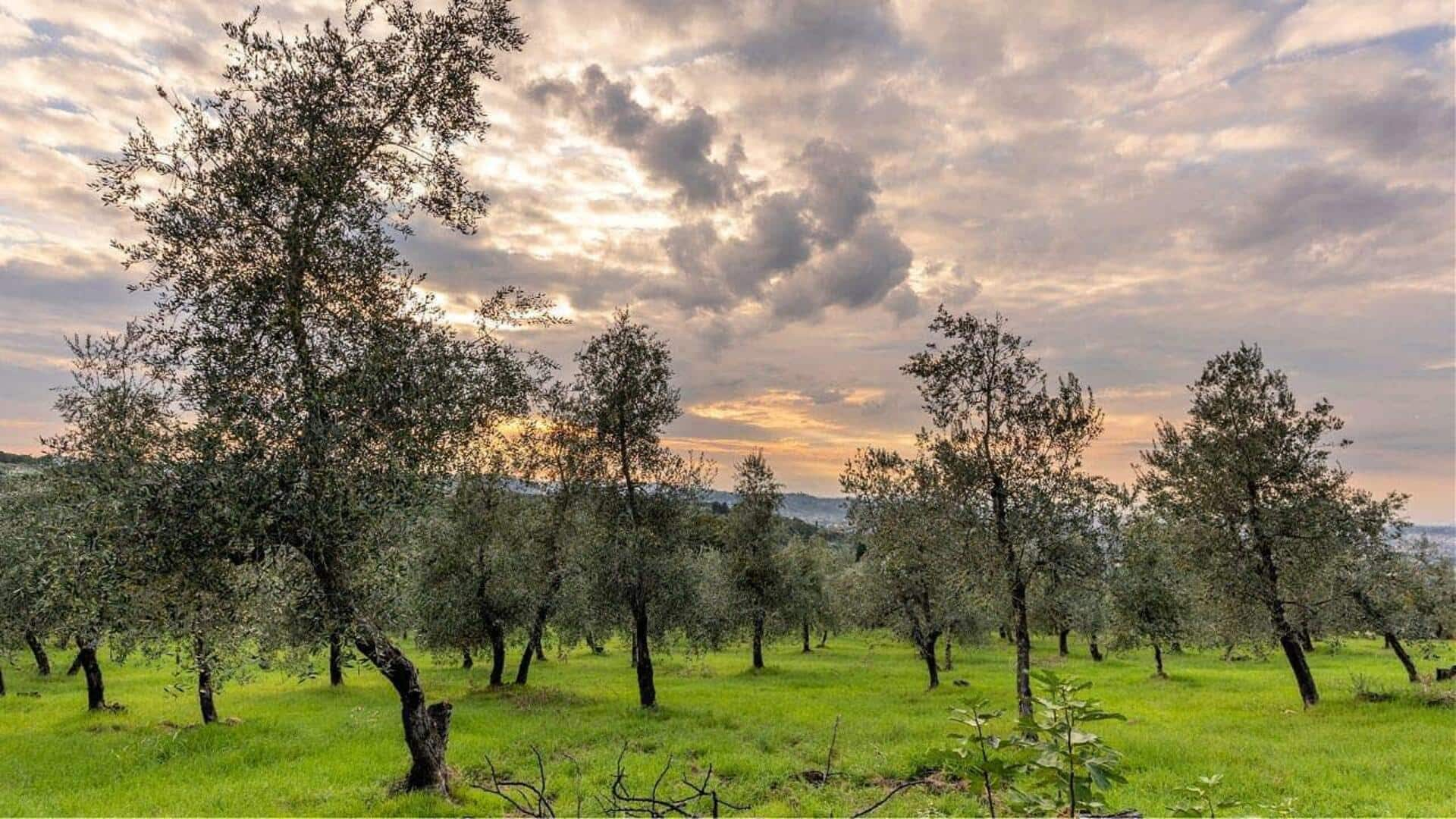 Exploring Africa's ancient olive groves