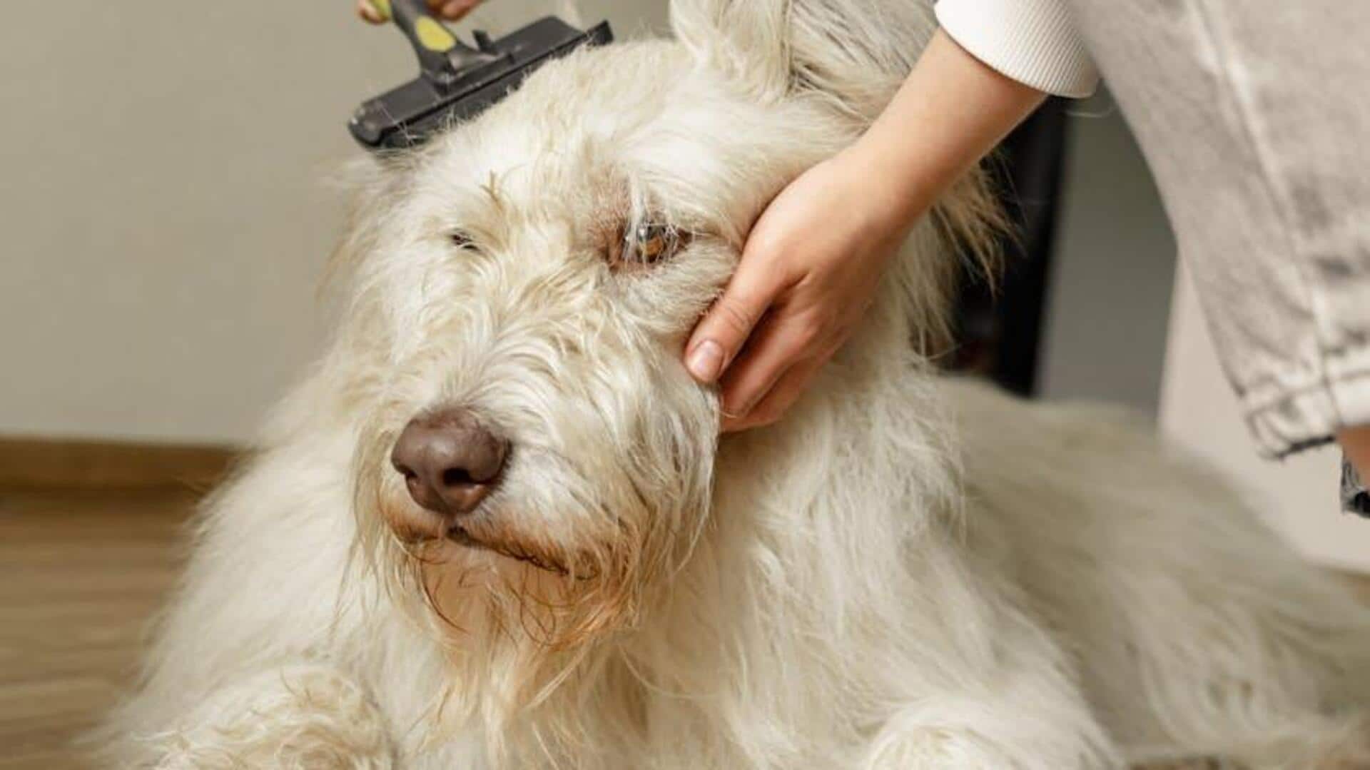 Dog grooming 101: Household items to use