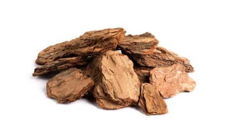5 tree barks known for their natural healing properties
