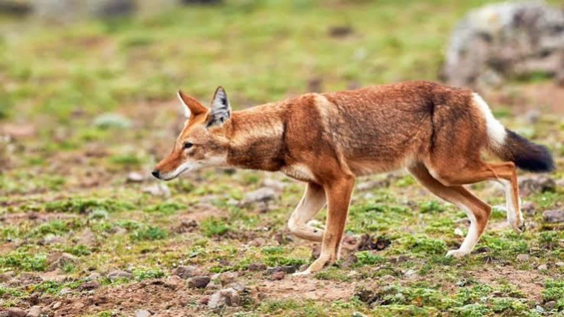 Wildlife lovers, spot Ethiopian wolves on this mountain adventure 