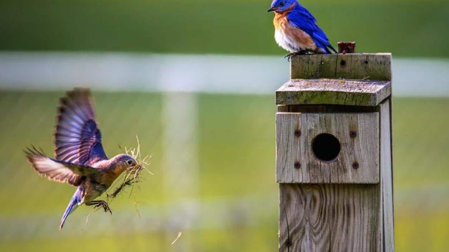 How to attract birds into your garden