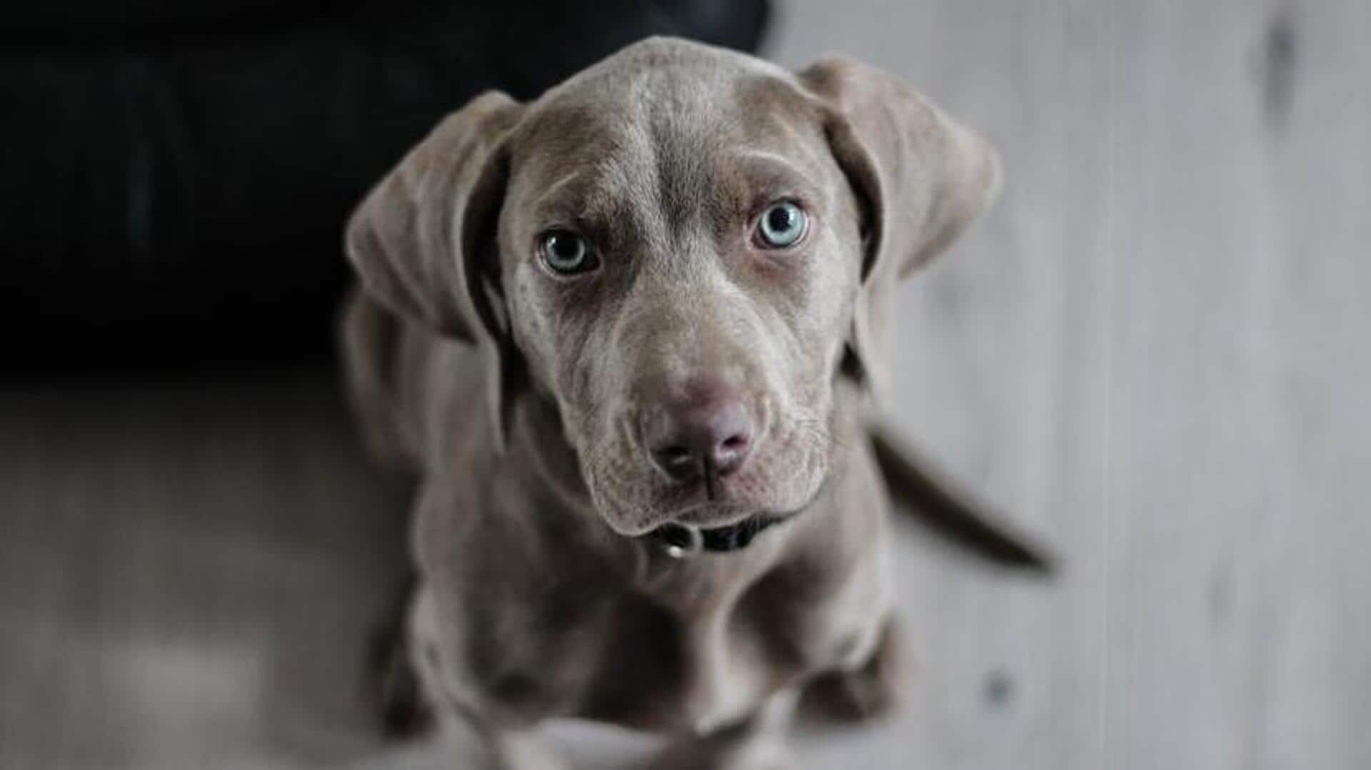 Weimaraner anxiety reduction strategies