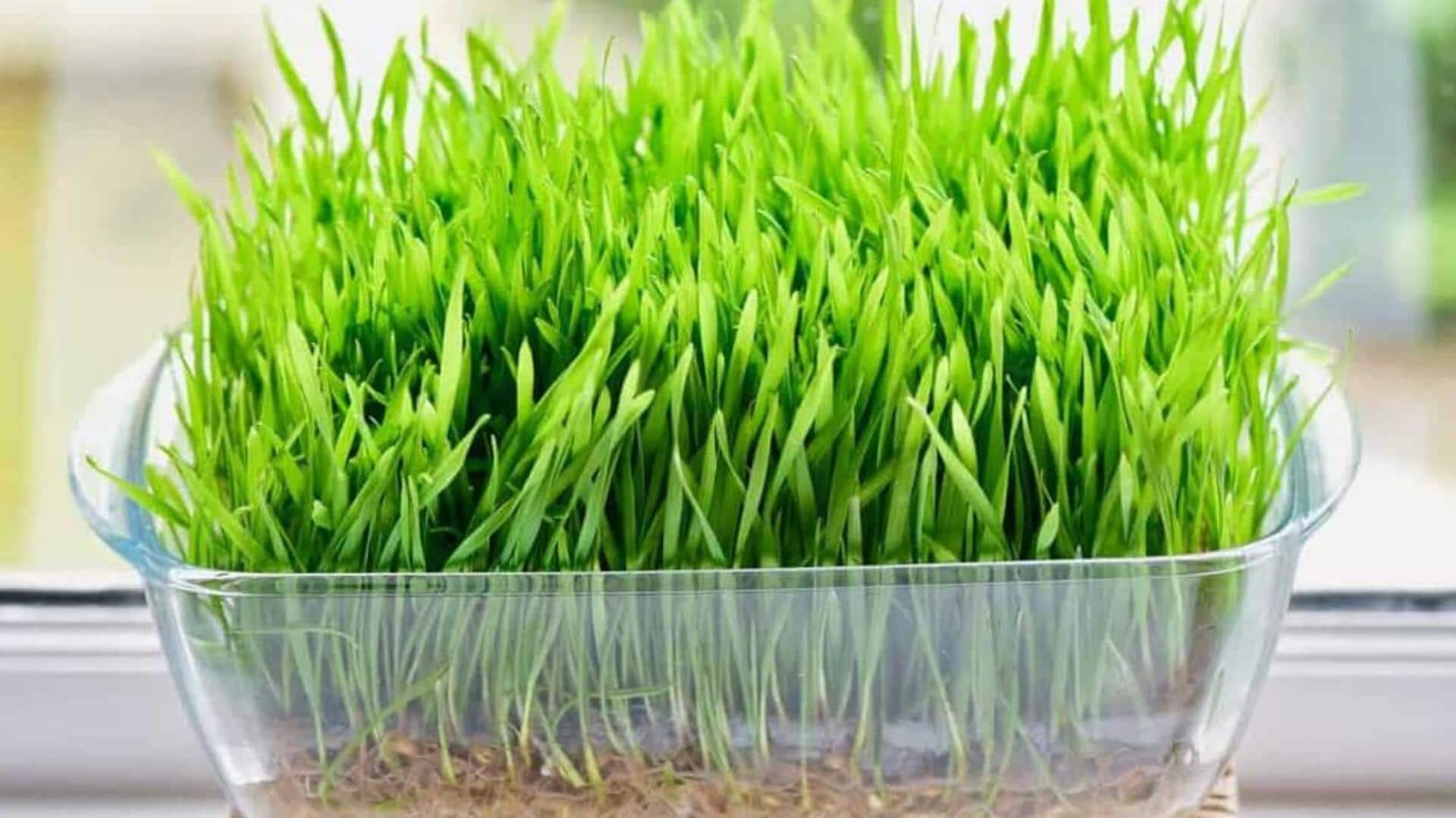 5 simple tips for growing wheatgrass at home