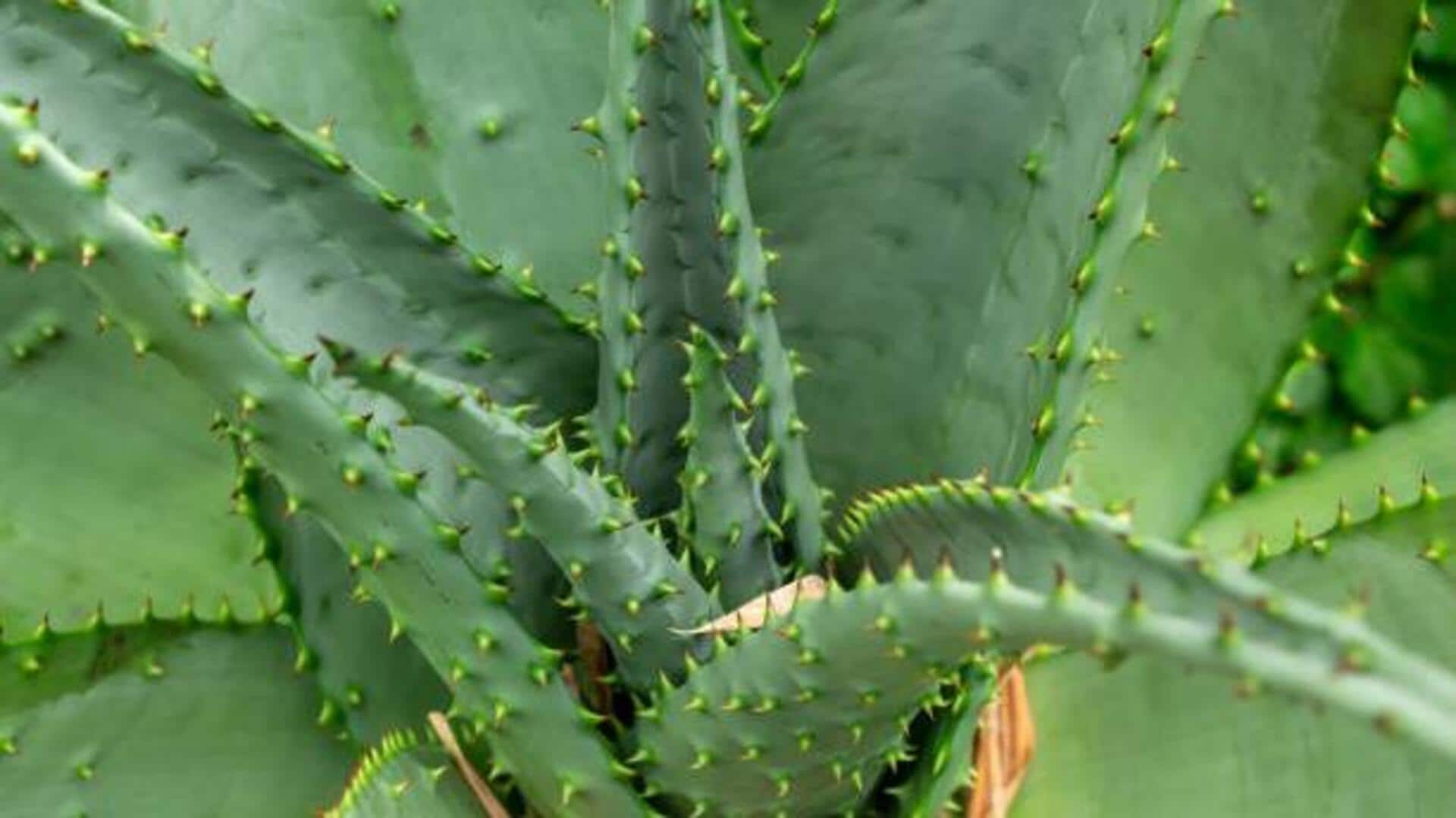 Cape aloe: A skincare game-changer Cape aloe: A skincare game-changer