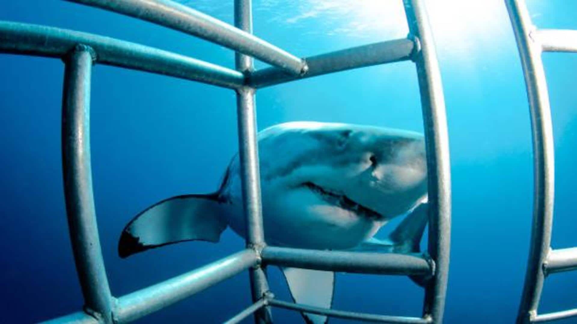 Where to go for shark cage diving Where to go for shark cage diving