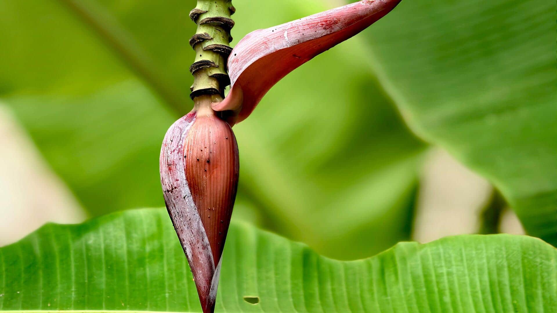 Try these 5 easy dried banana blossom recipes