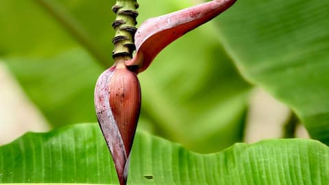 Try these 5 easy dried banana blossom recipes