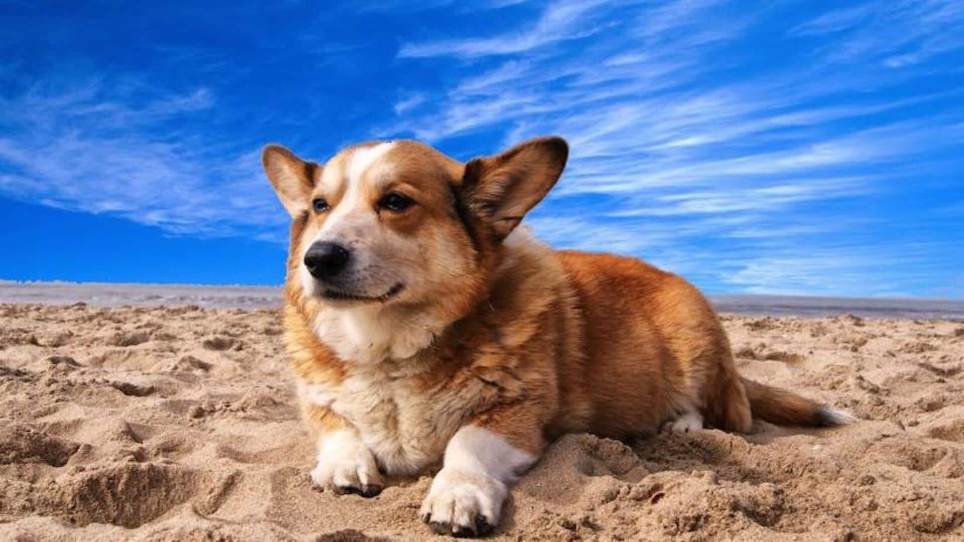 Corgi joint care: Essential exercise tips