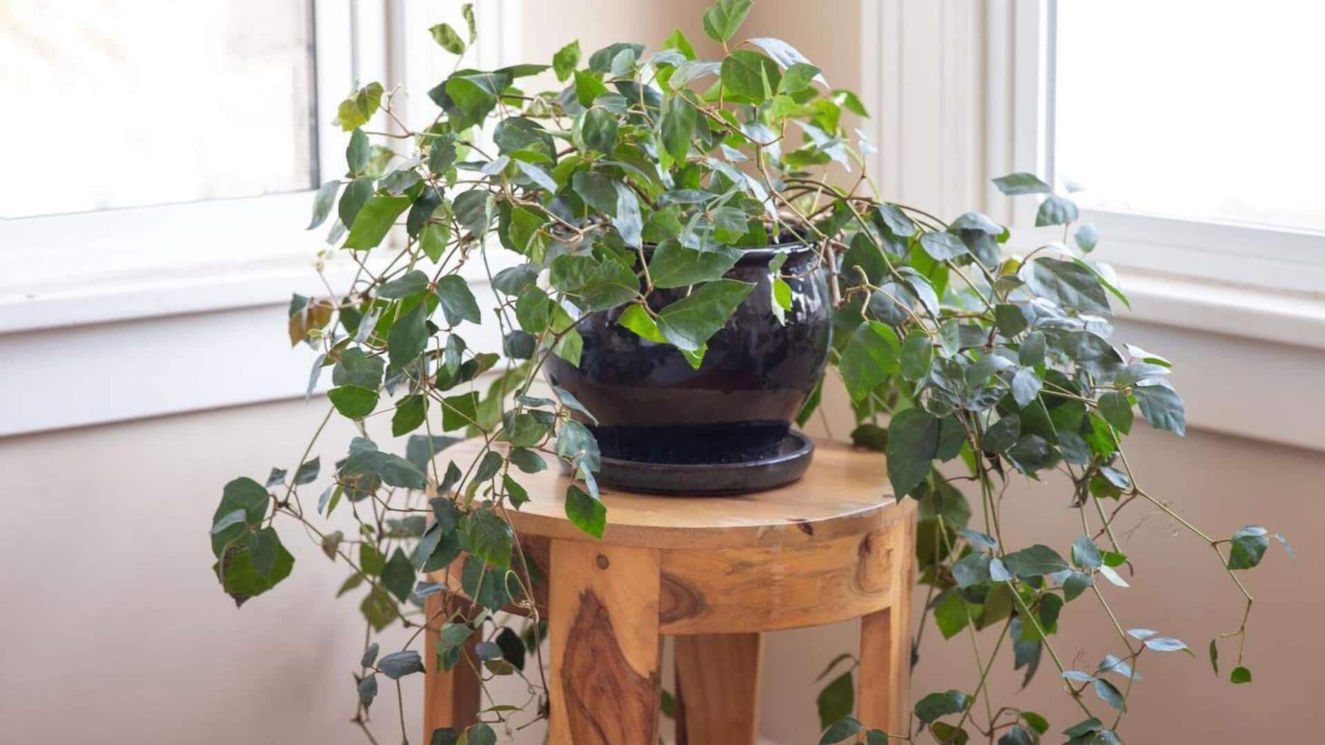 Energizing indoor ivy: 5 climbing plant care methods