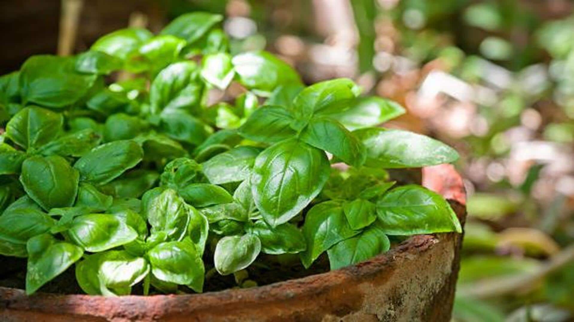 How to grow basil at home How to grow basil at home