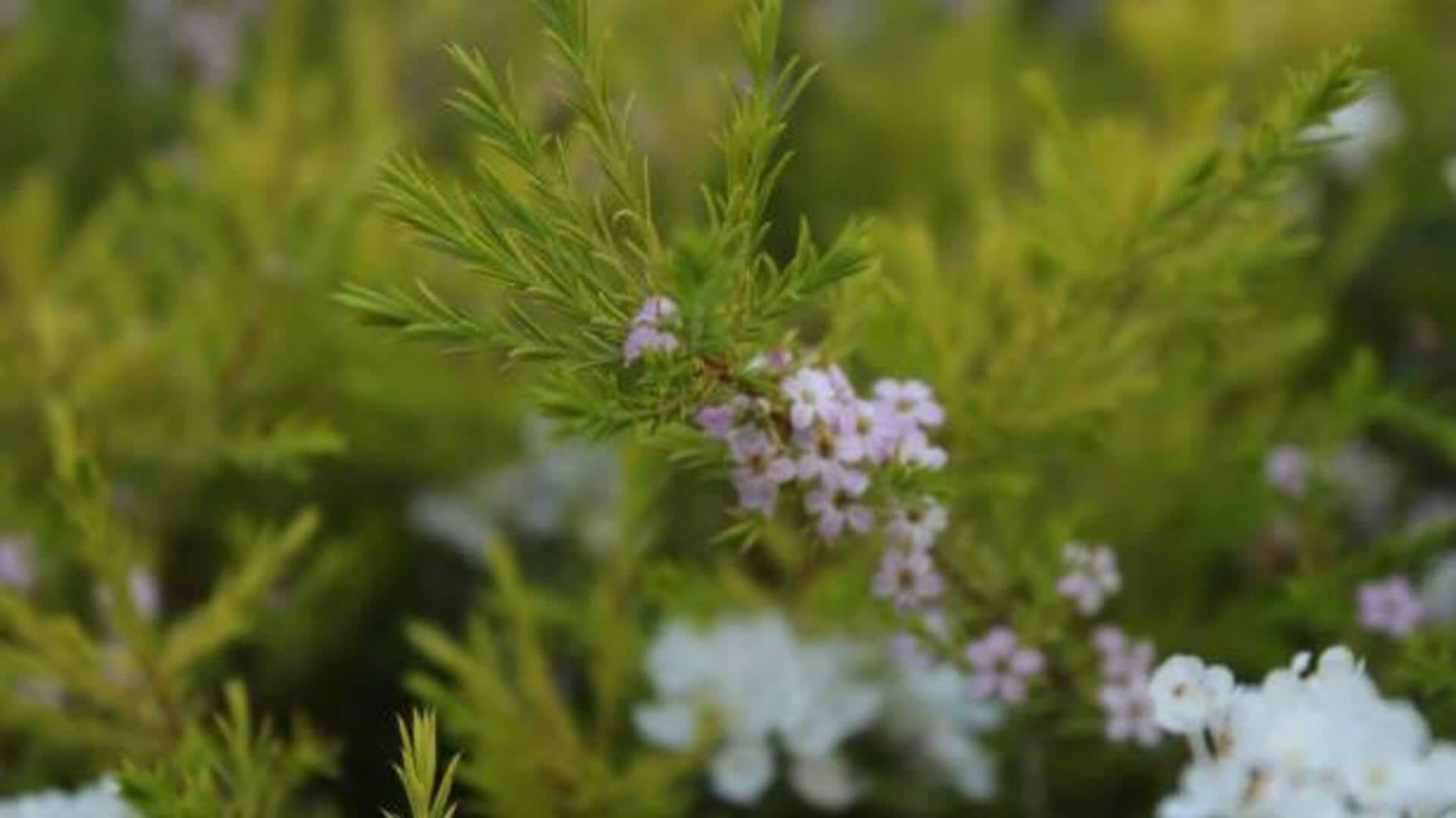 5 health benefits of buchu leaves