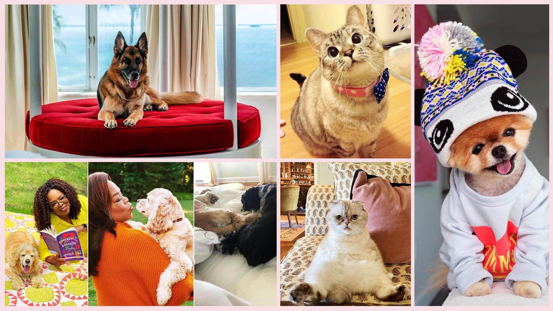 National Pet Day: Meet the wealthiest pets in the world