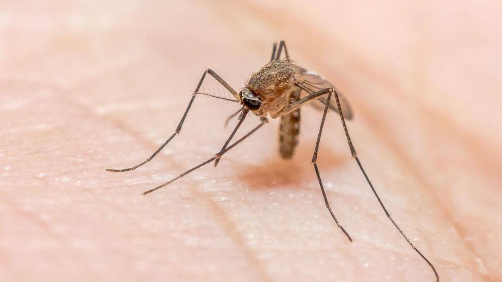 World Malaria Day 2023: 5 effective home remedies for malaria 