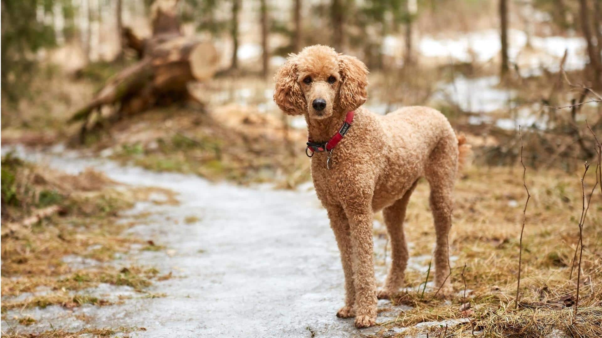 How to keep your Poodle's coat away from tear stains