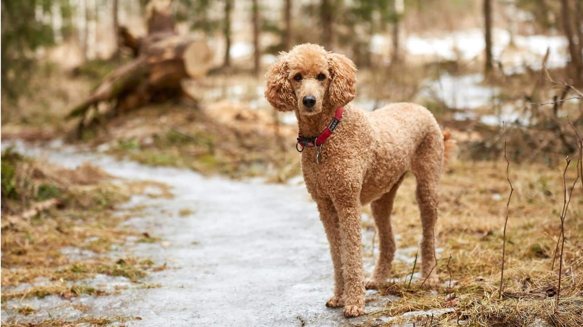 Poodle tear cheap stains