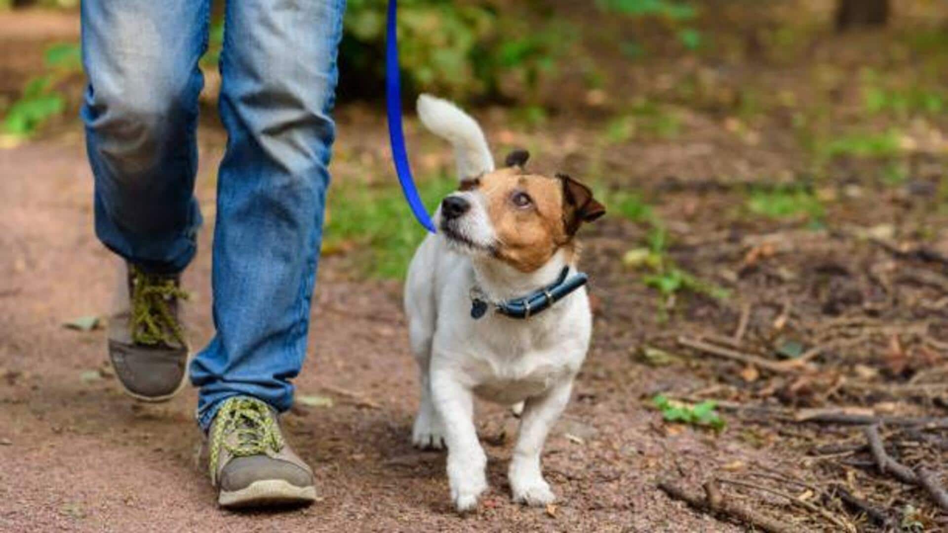 Most pet-friendly cities in the world: A list