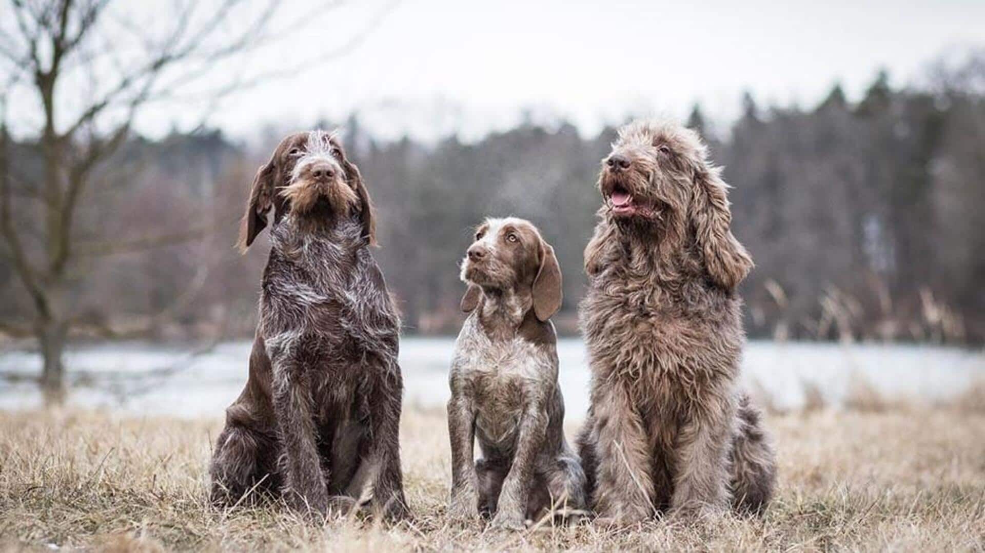 Spinone Italiano dog care tips their owners should remember