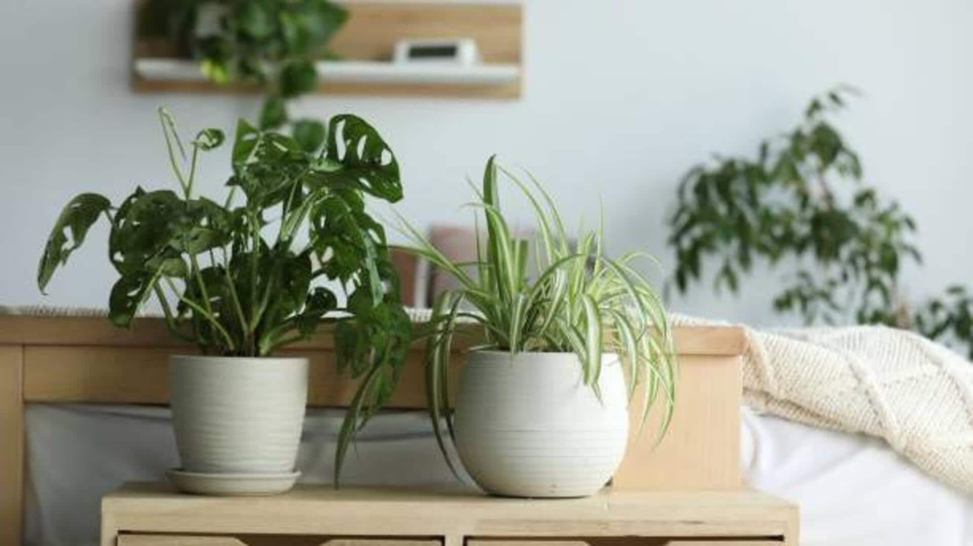Truth about bedroom plants: Myth v/s facts Truth about bedroom plants: Myth v/s facts