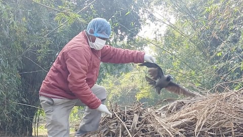 Bihar bird flu alarm: Dead crows test positive; know details