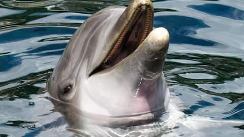 Dolphins smile at each other to avoid misunderstandings, study reveals