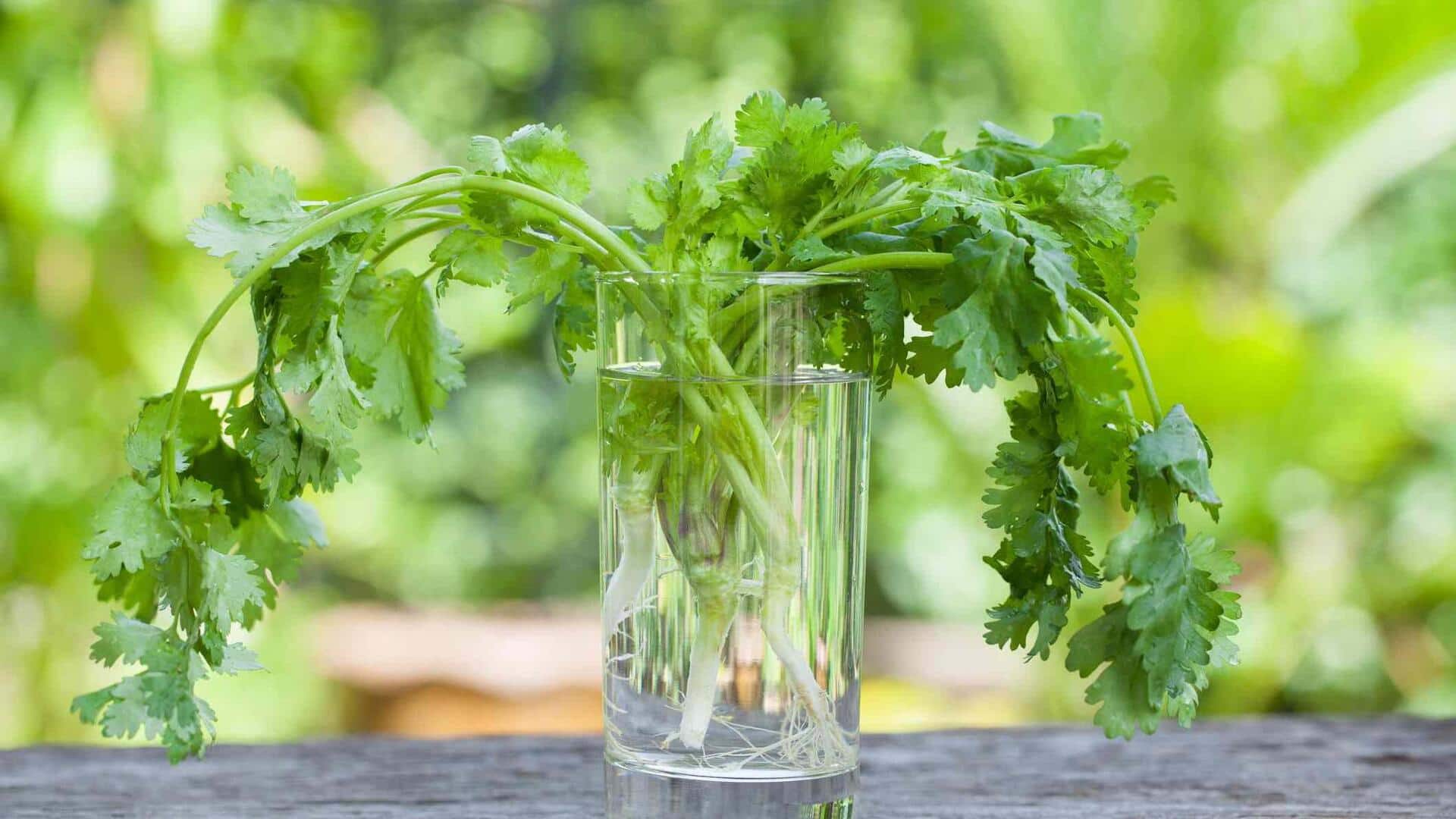 How to grow cilantro in water