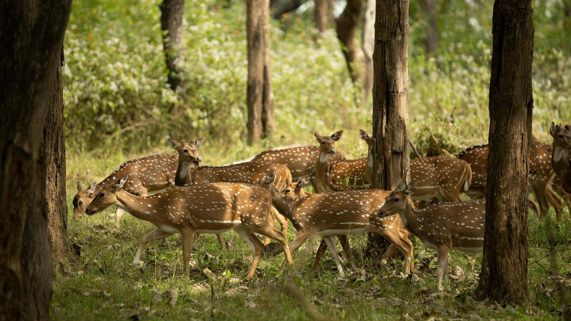 How AI helps in monitoring wildlife and forests