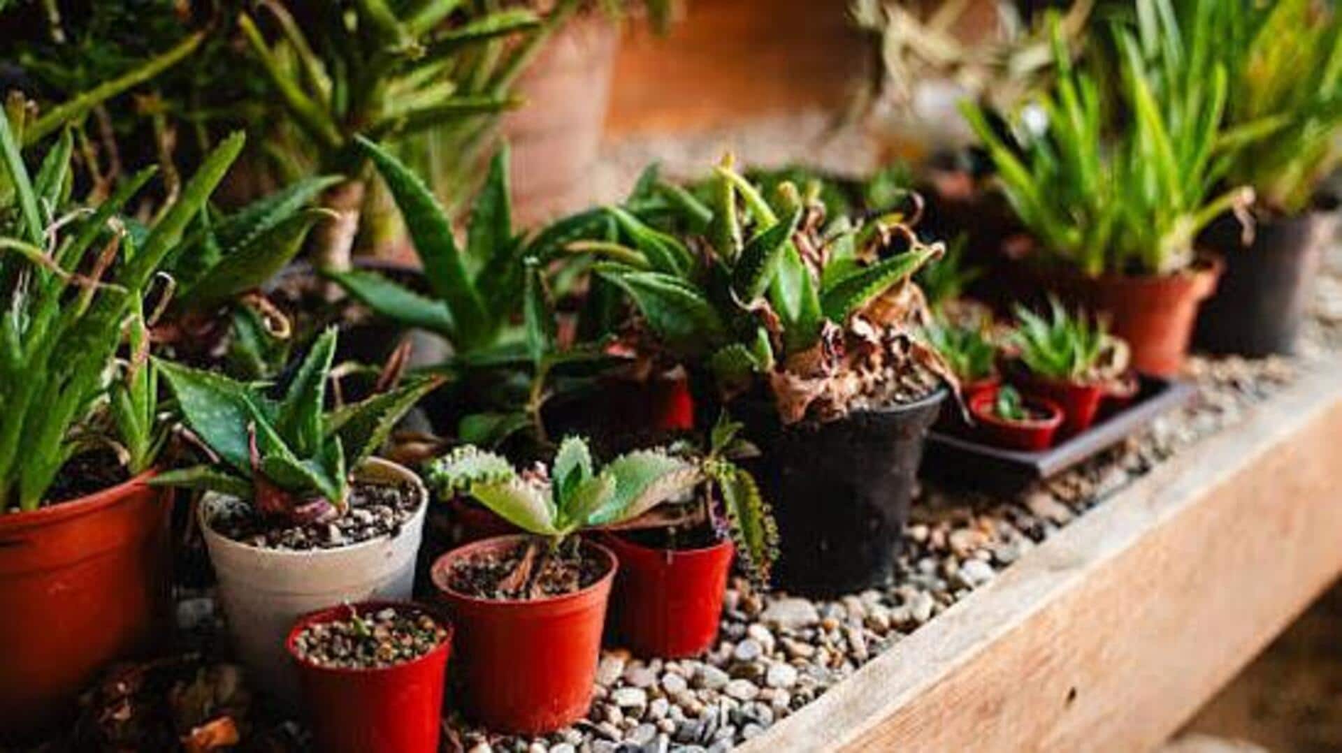 Plant roots struggling? These materials may help 