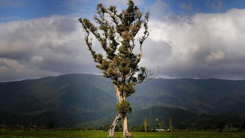 New Zealand's ancient 'Walking tree' wins prestigious title