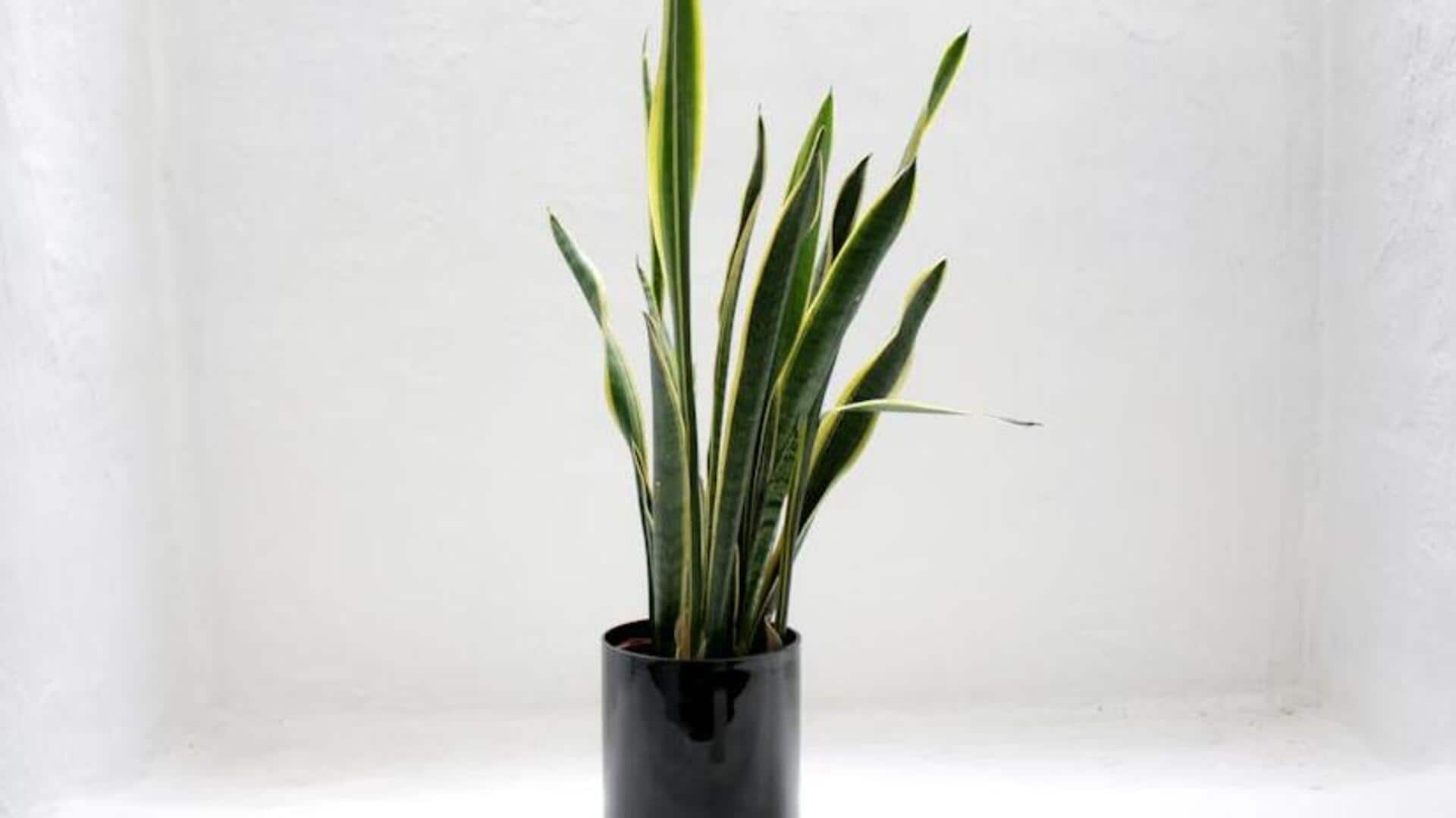 These plants can even thrive in dim light! These plants can even thrive in dim light!