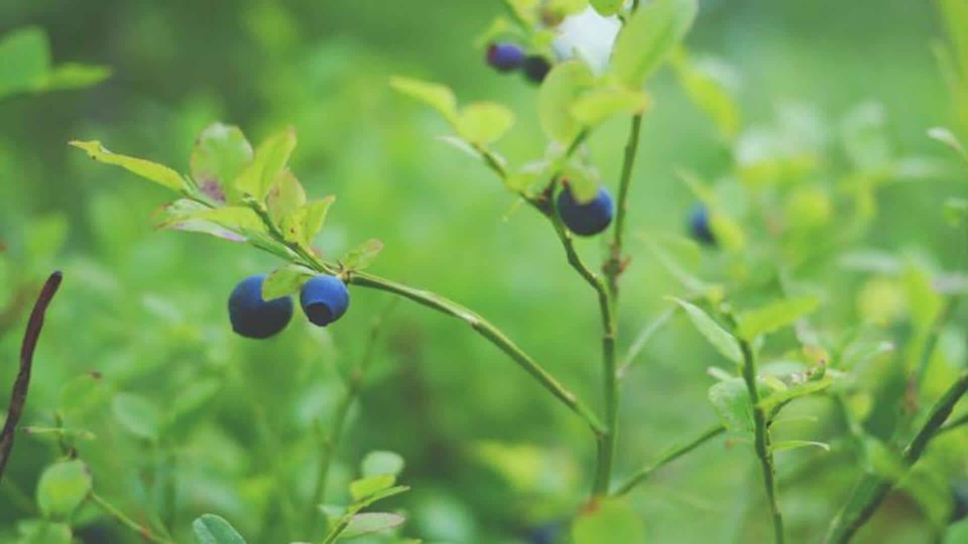 Planting nutritious blueberries at home