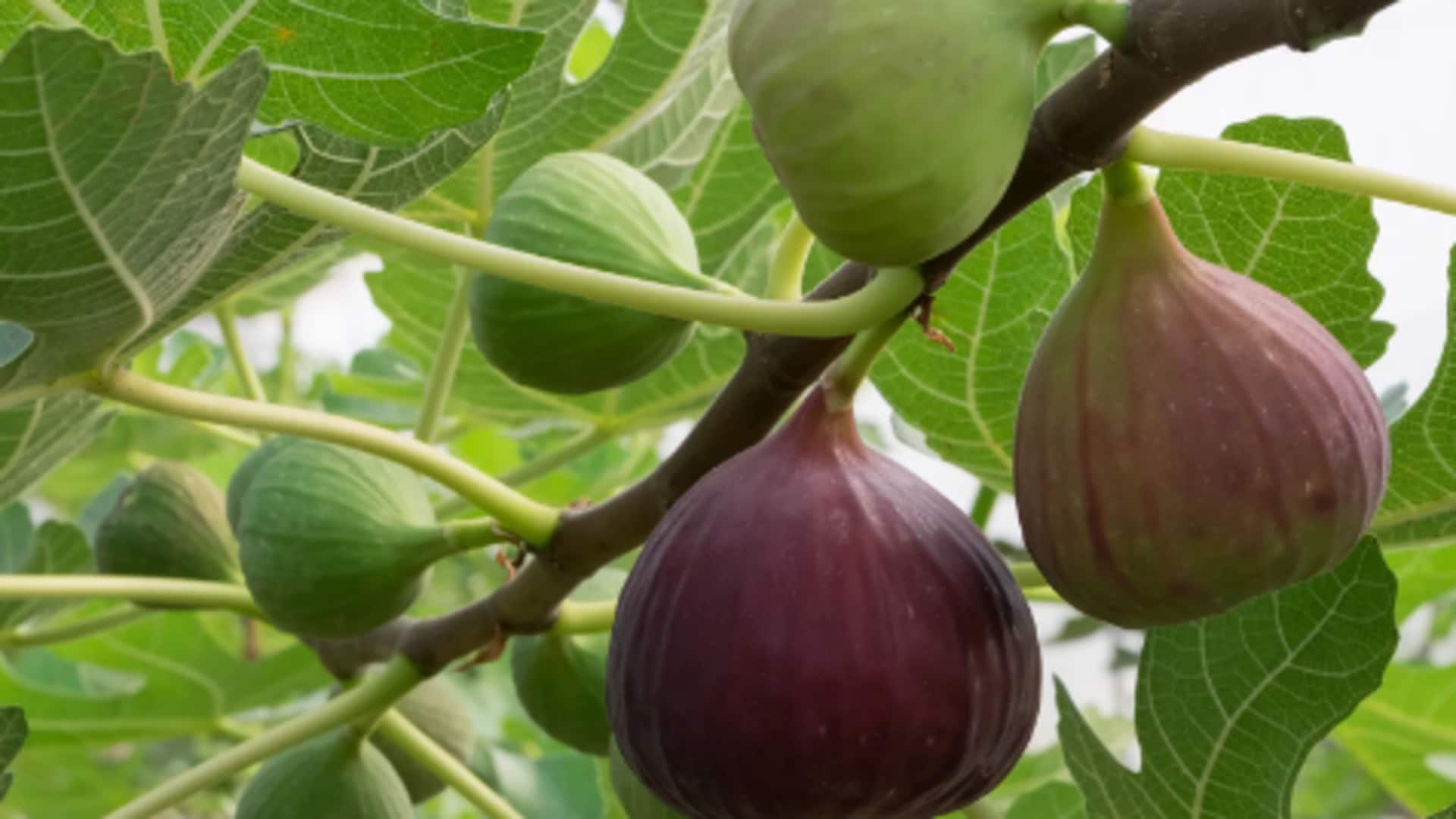 Flourishing fig trees: 5 fruitful care essentials