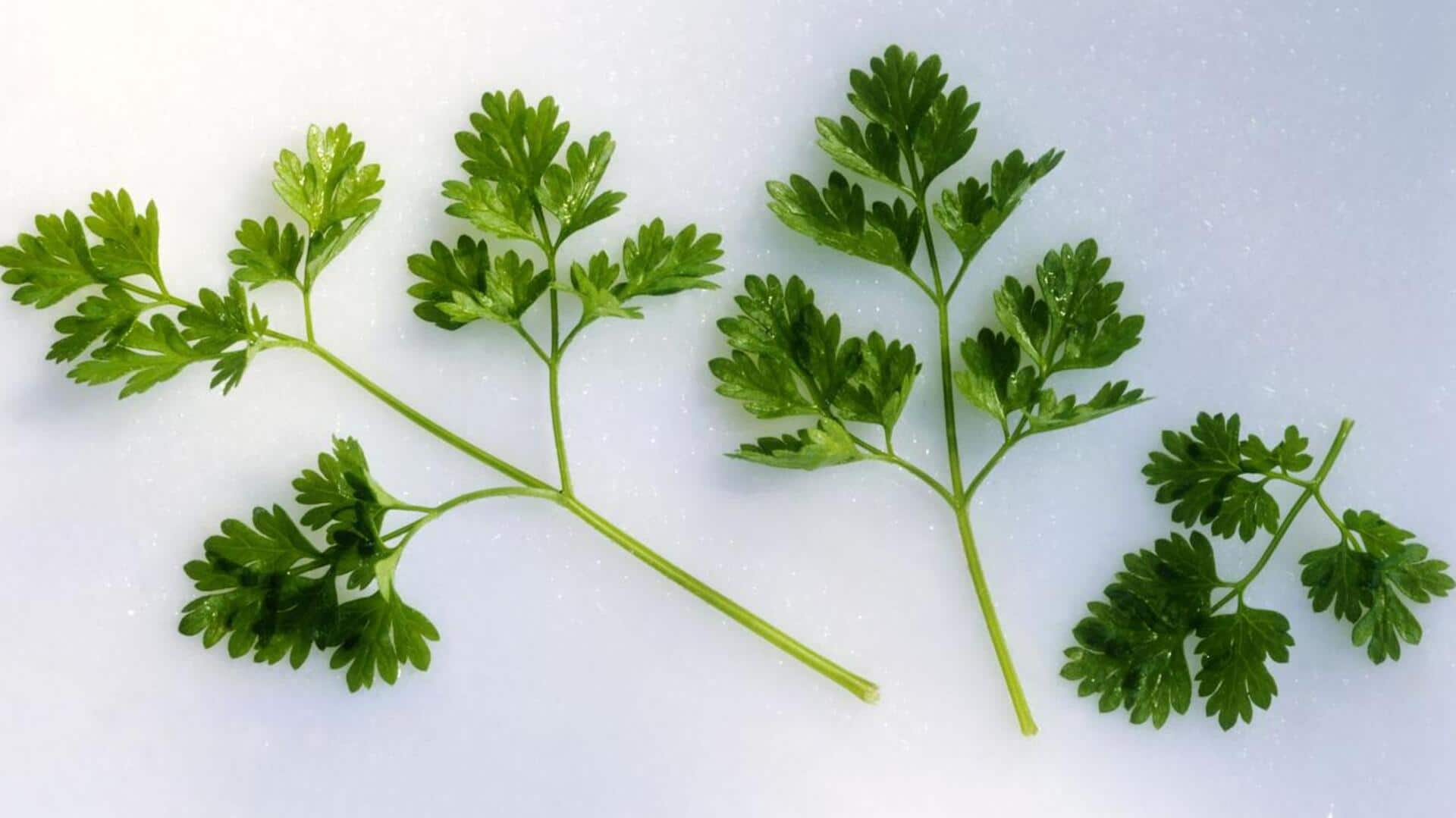 Unveiling chervil's skin benefits