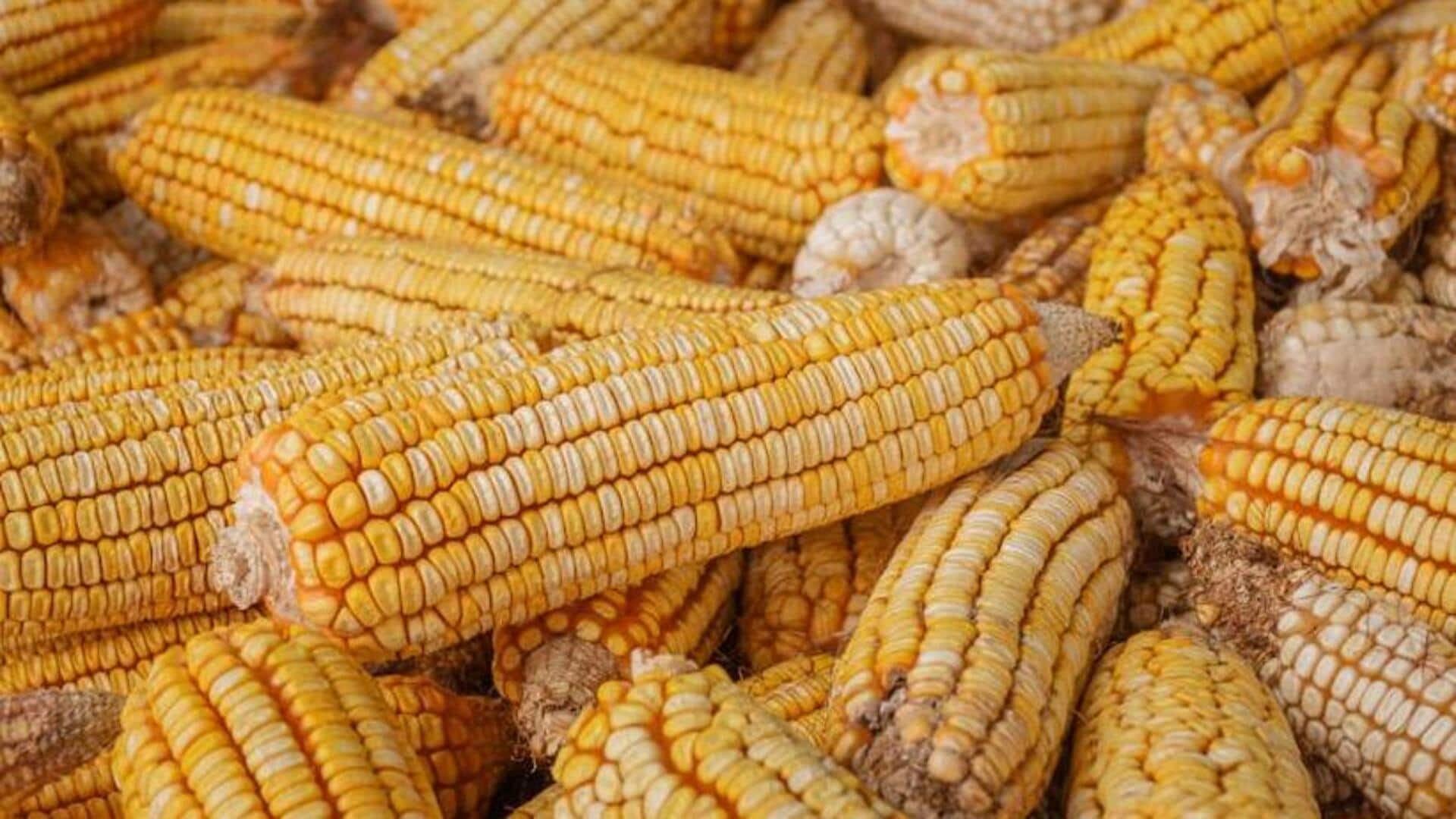 Don't toss it: 5 genius ways to reuse corncobs Don't toss it: 5 genius ways to reuse corncobs