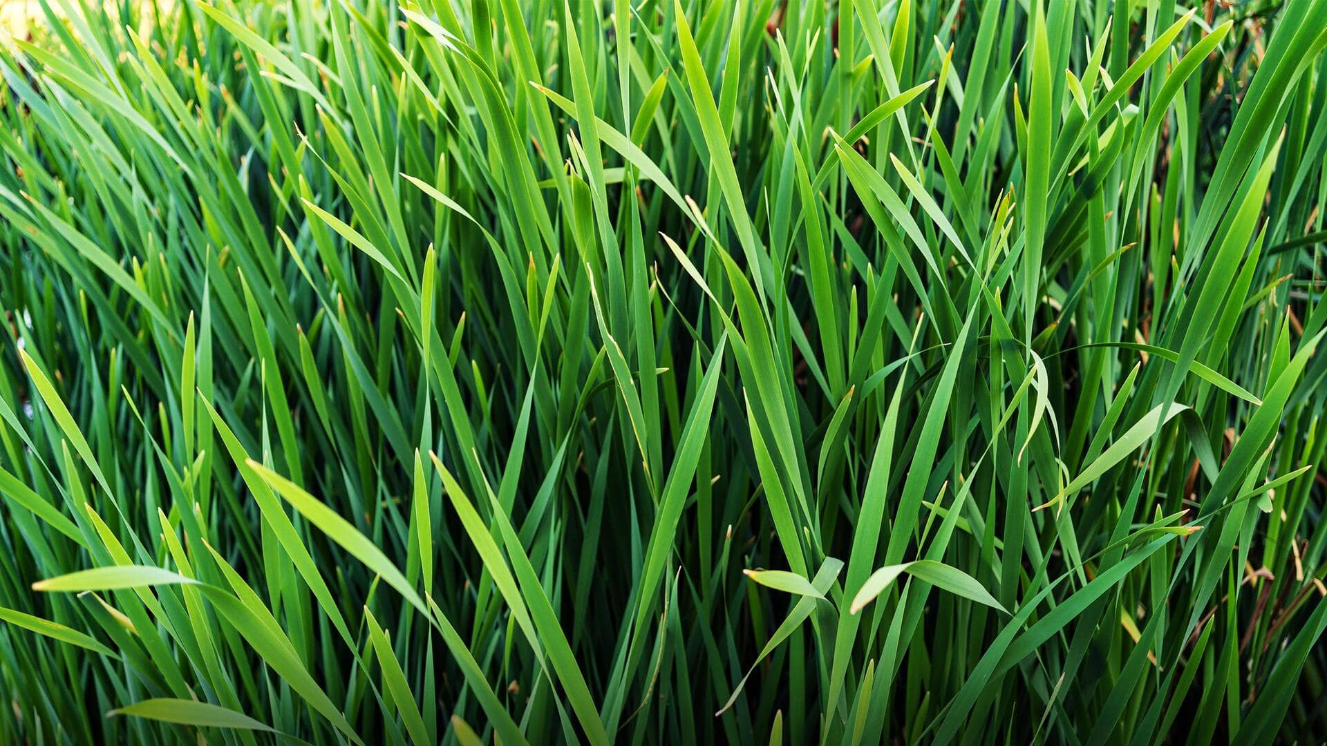 Health benefits of vetiver, an Ayurvedic herb native to India