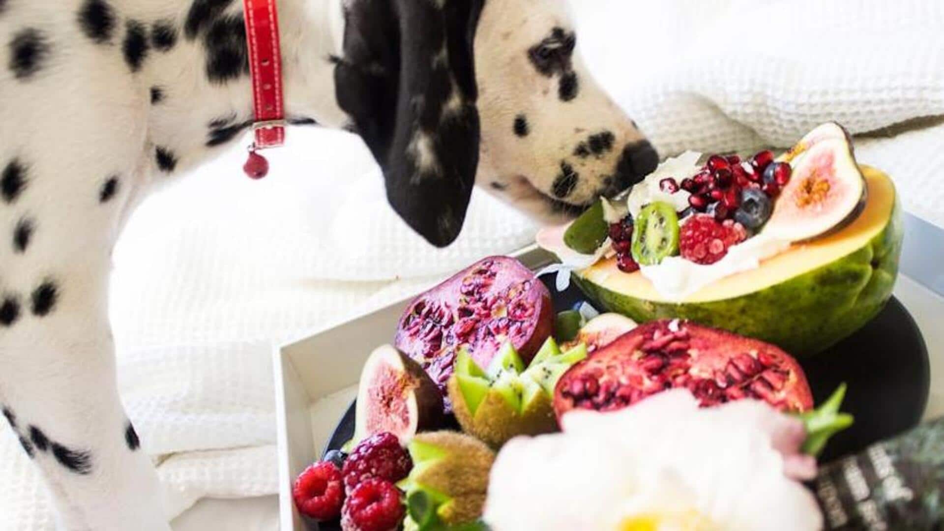 Crafting a balanced diet for your Dalmatian dog