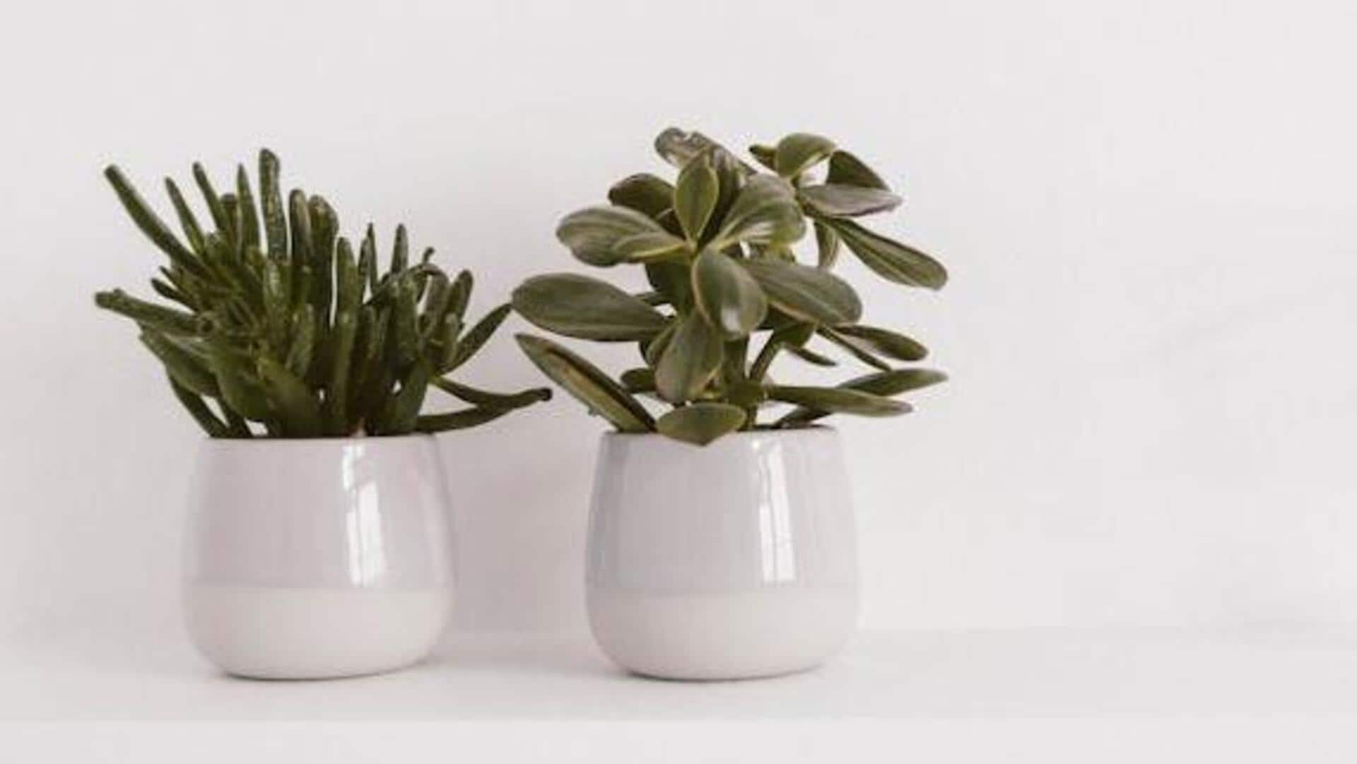 Flourishing jade plants: 5 succulent care strategies