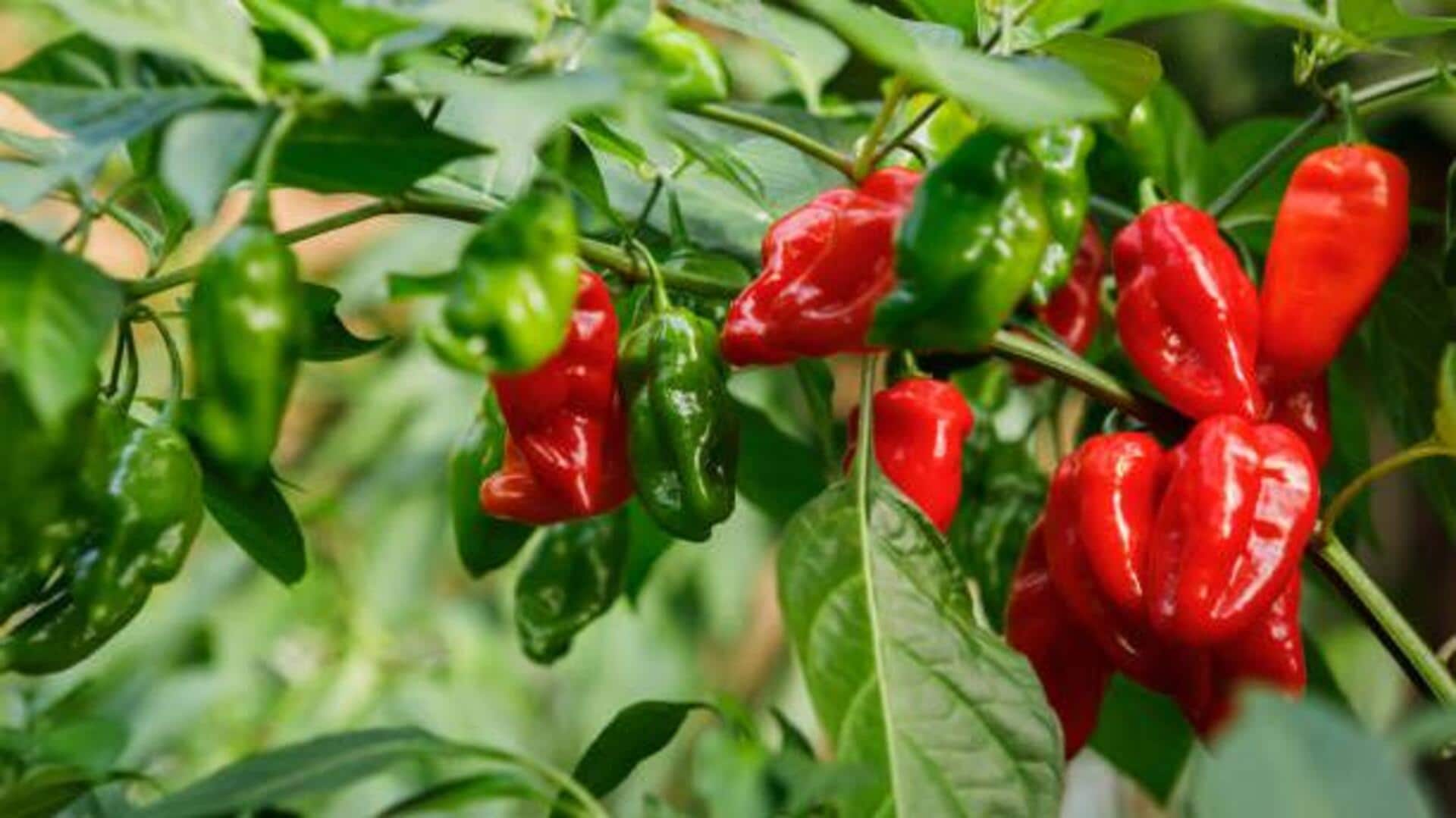 Bamoun peppers: 5 must-try recipes