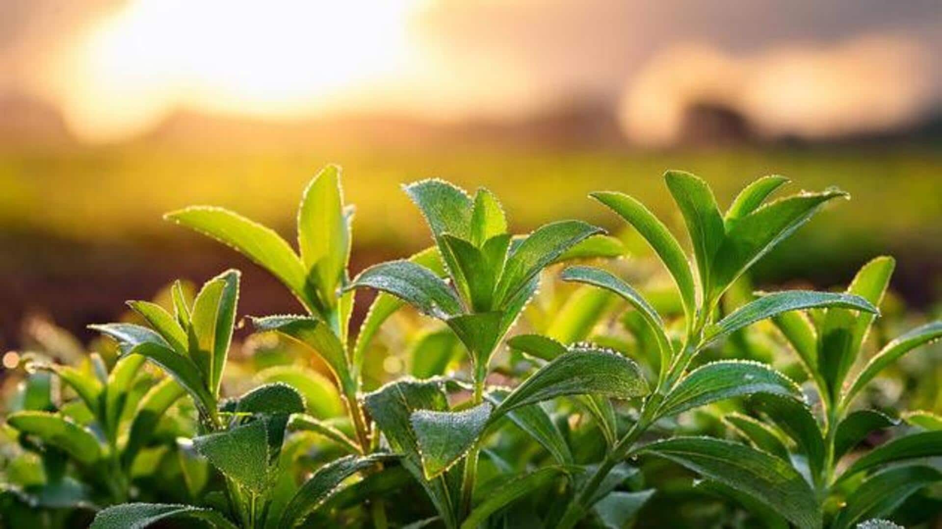 Stevia gardening 101: Tips for beginners