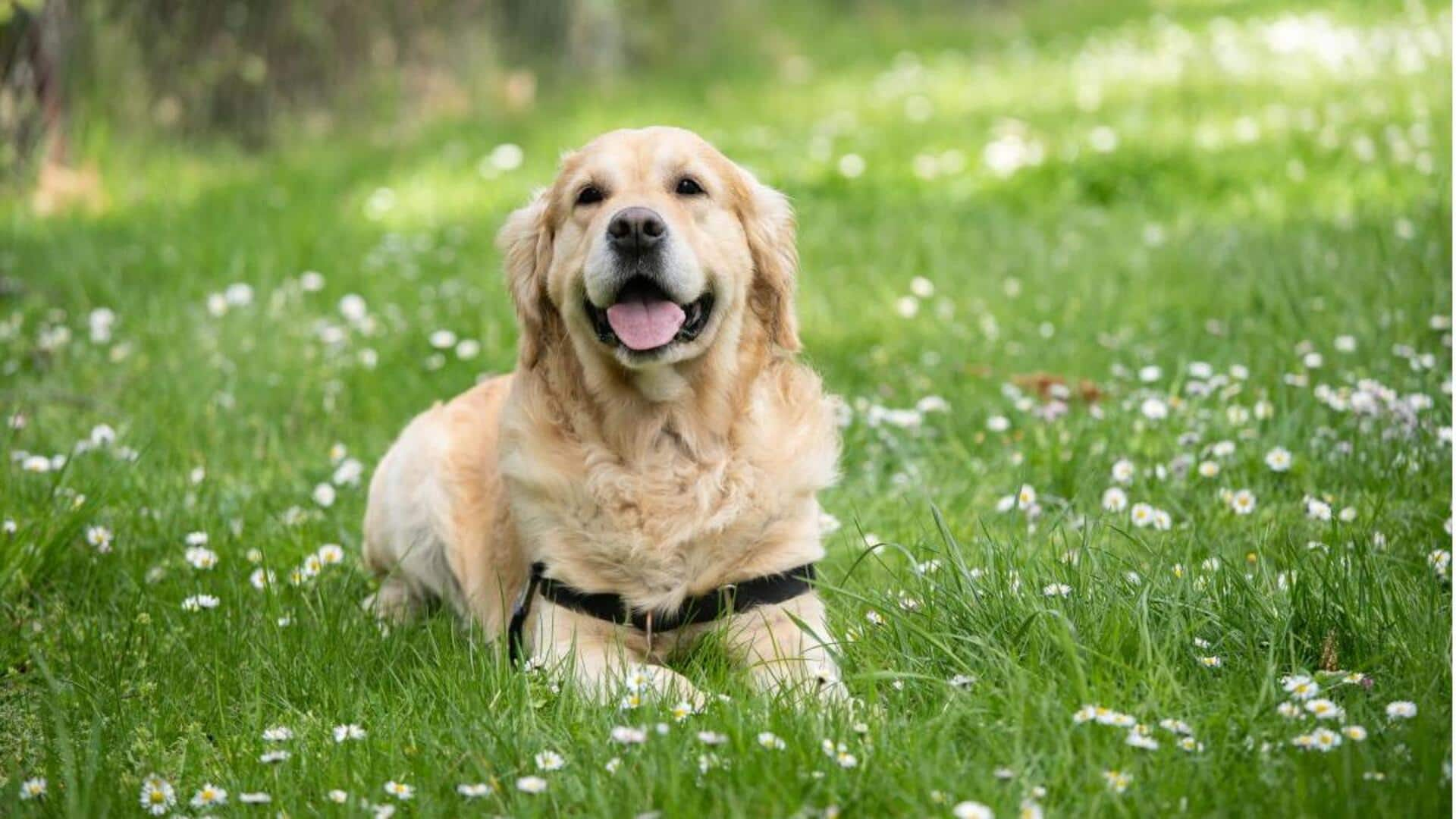 Labrador best sale retriever shedding