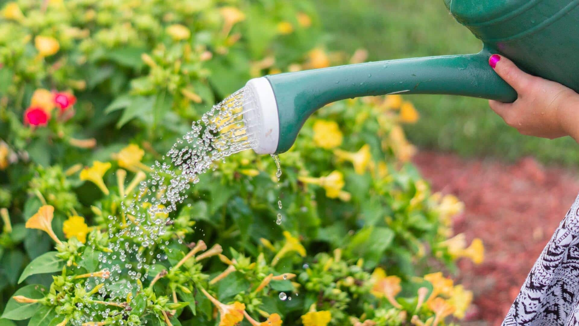 Implementing effective water conservation in your garden like a pro