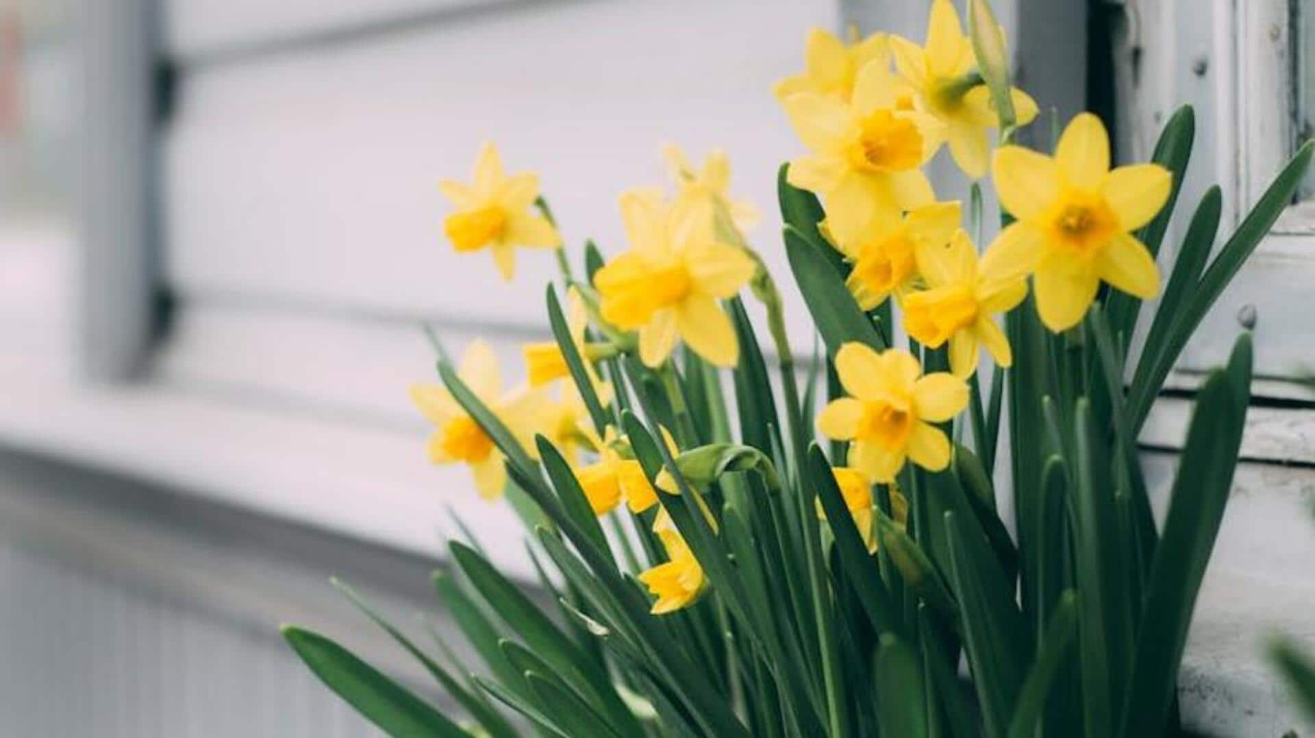 Delightful daffodils: 5 sun-kissed care secrets