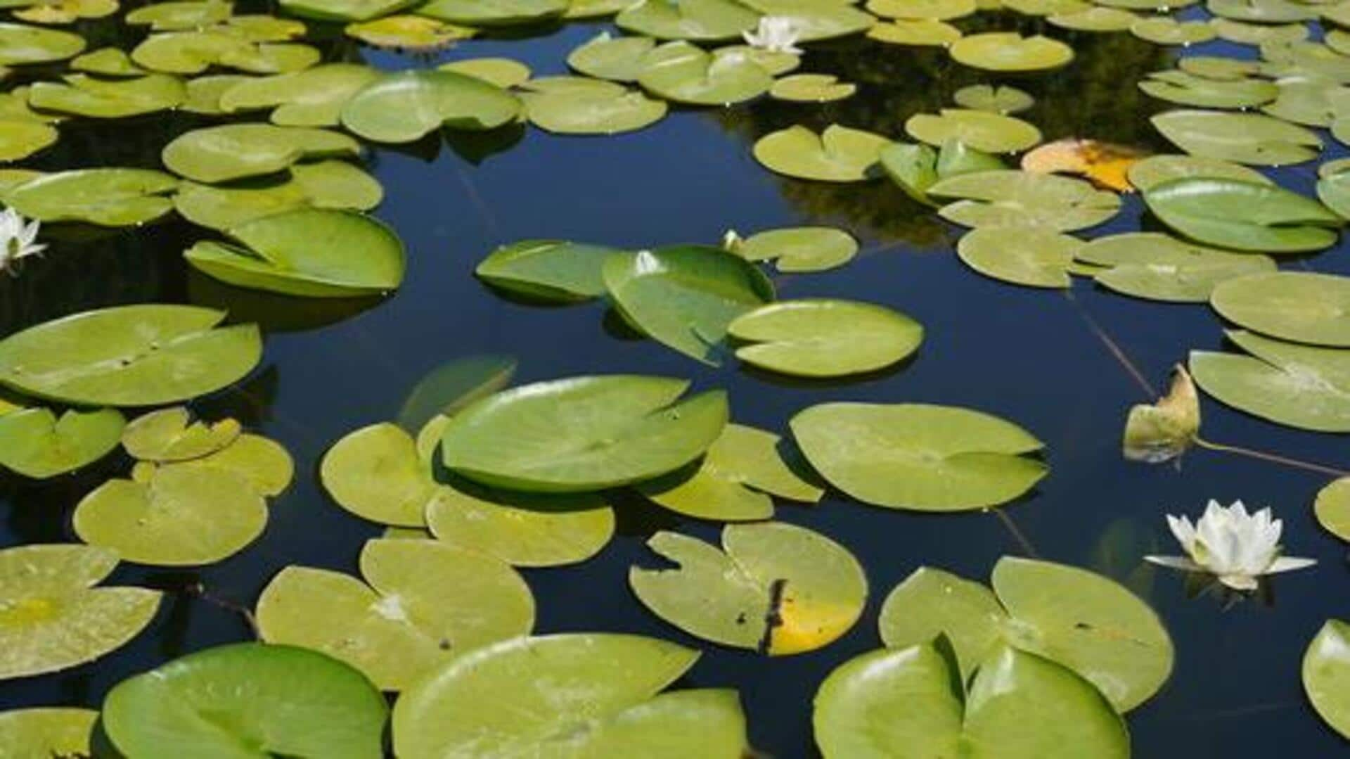 Budget-friendly natural pond filtration in Africa