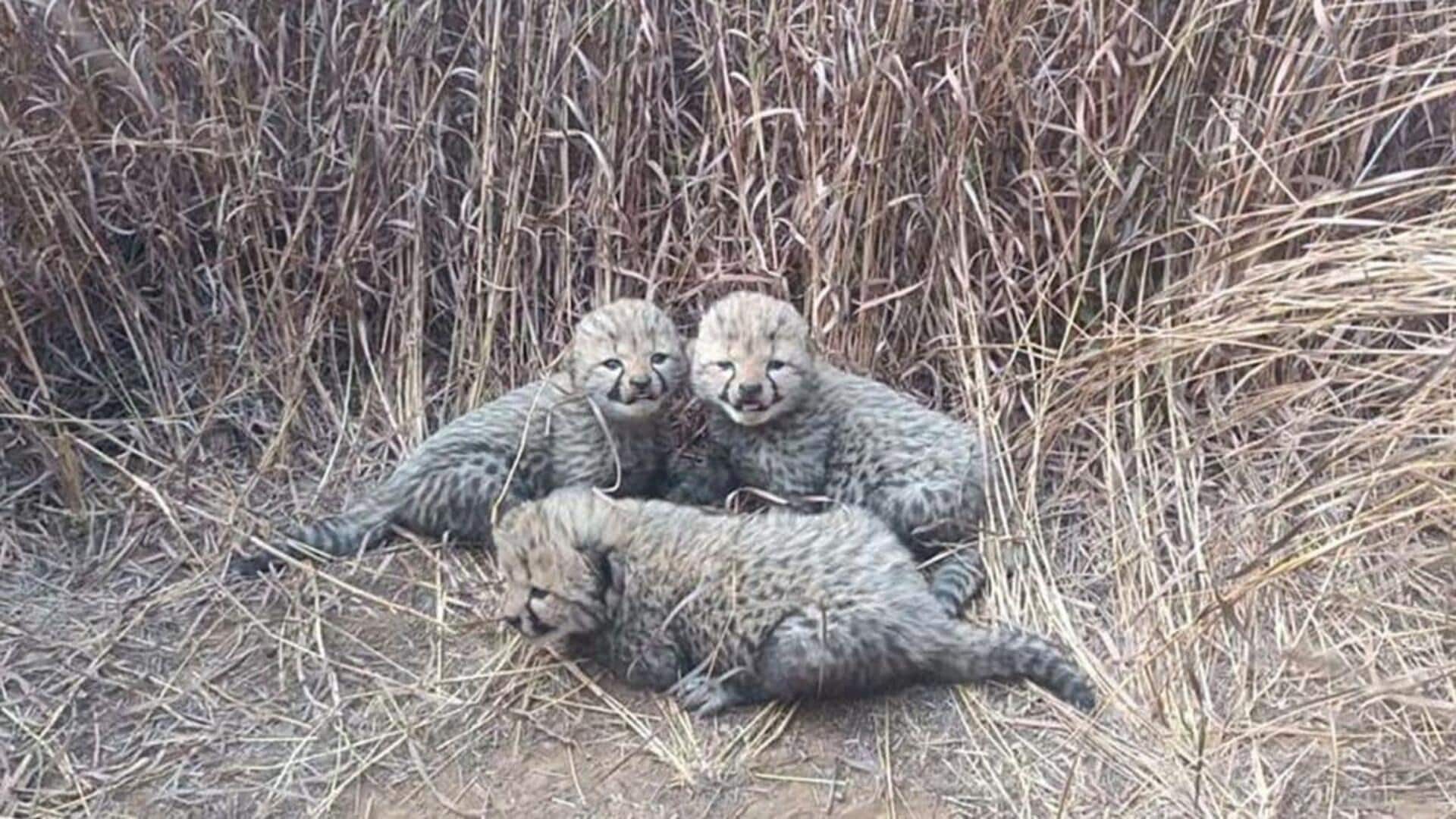 4 one-month-old cheetah cubs found dead in Kuno National Park 